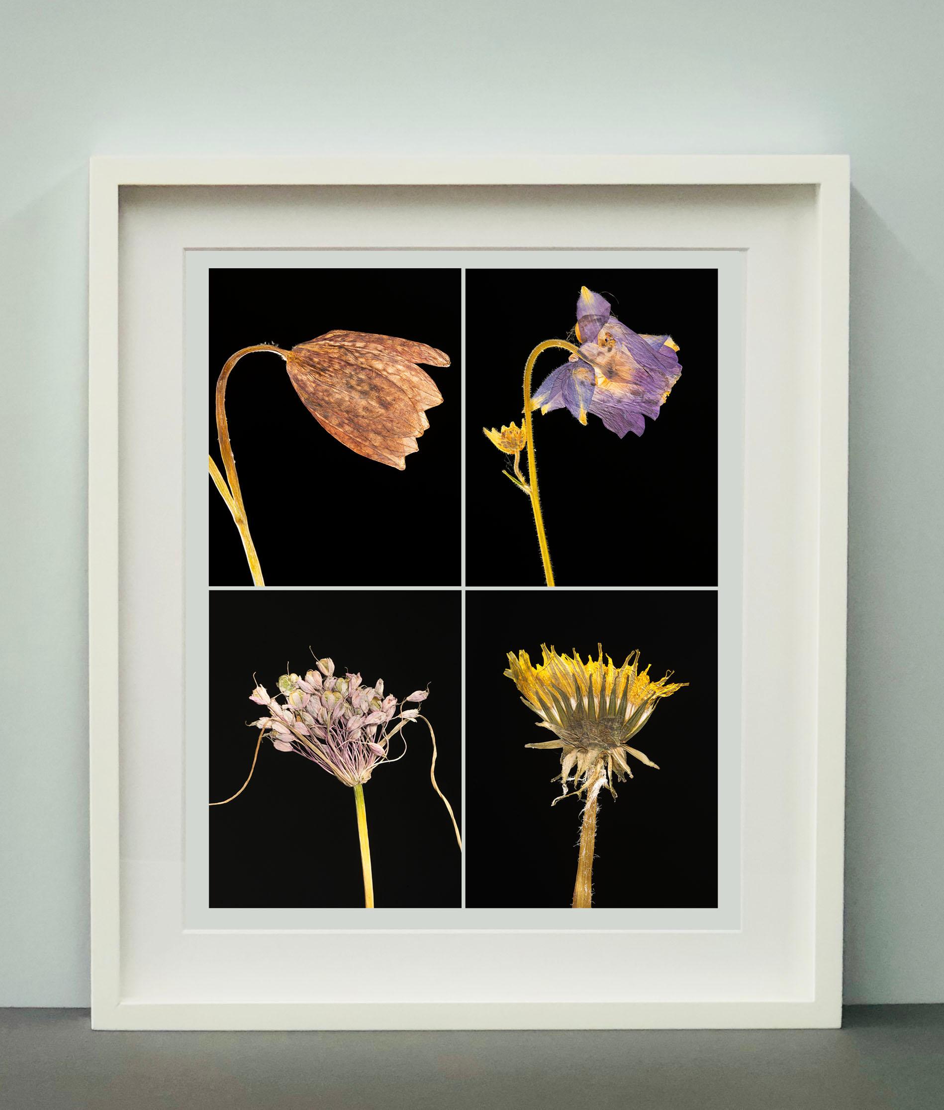 Schlangenkopf IV – botanische Farbfotografie Drucke (Schwarz), Still-Life Photograph, von Martin Parker