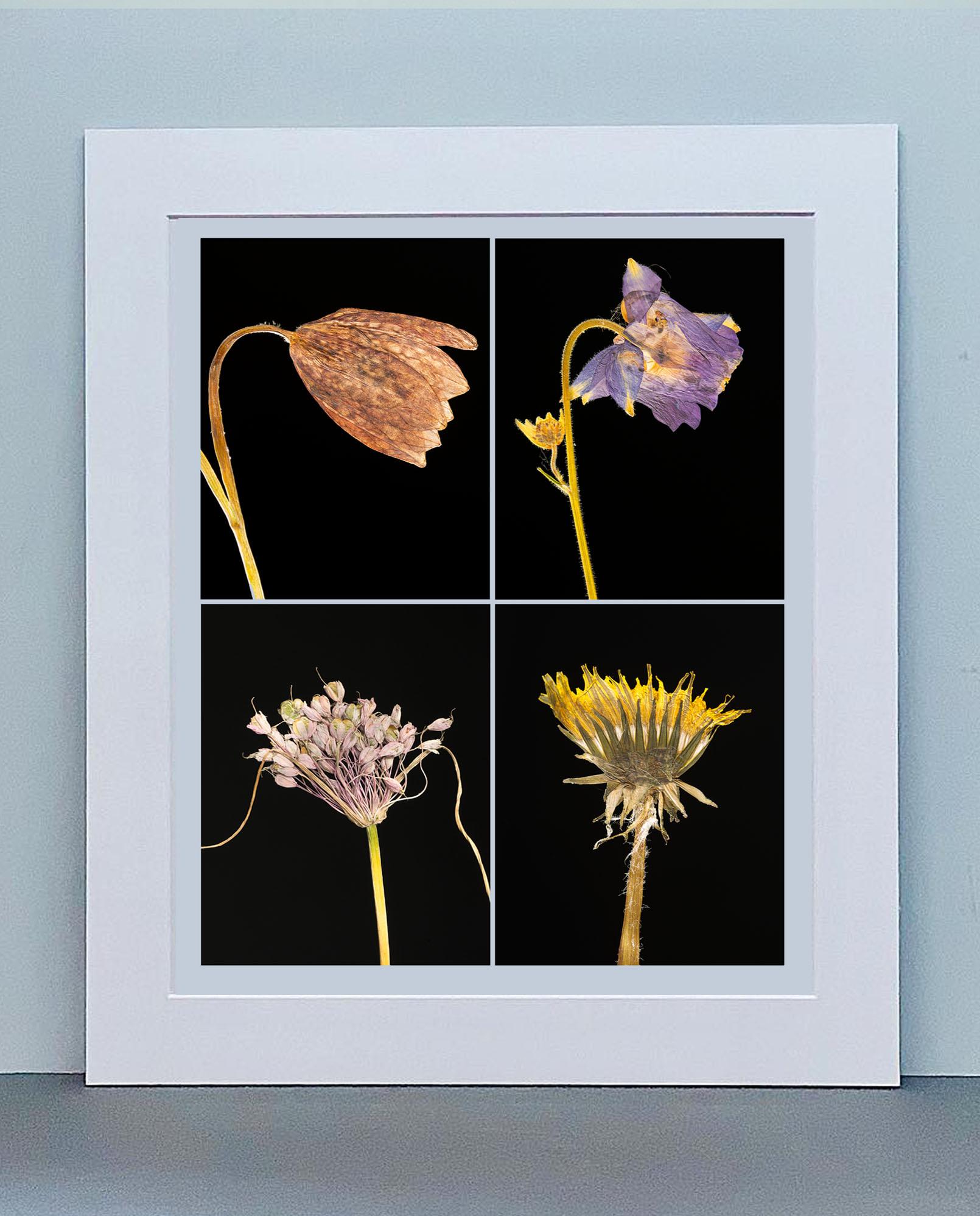 Schlangenkopf IV – botanische Farbfotografie Drucke – Photograph von Martin Parker