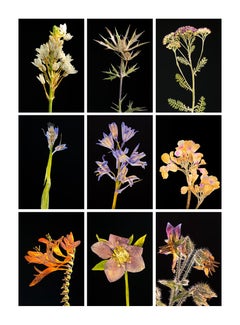 Chincherinchee IX - Botanical Color Photography Prints