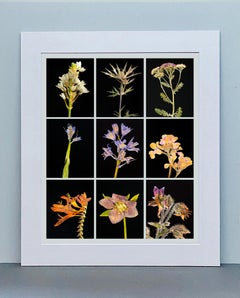 Chincherinchee IX - Botanical Color Photography Prints