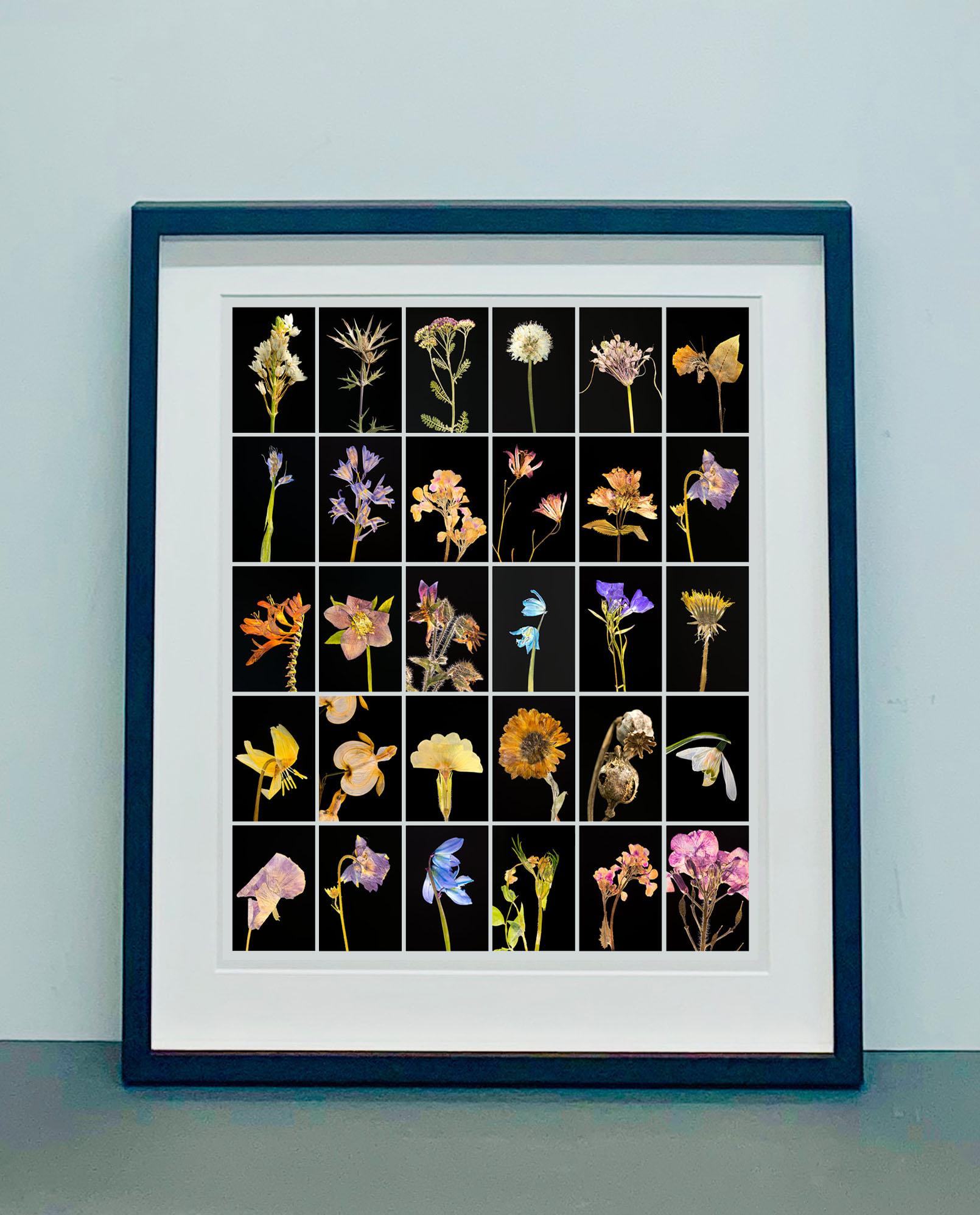 Martin’s innovative photographs are created from plants grown by himself in his garden and greenhouse in Cambridge. A keen horticulturist, he cultivates his own plants and flowers, the source of his art. His passion for gardening and a technical