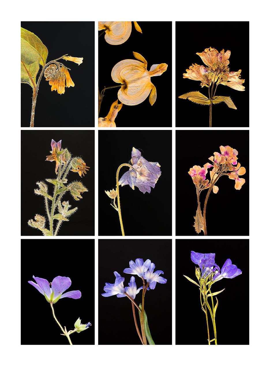 Still-Life Photograph de Martin Parker - Consuelda IX - Impresiones fotográficas botánicas en color