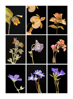 Comfrey IX - Botanical Color Photography Prints