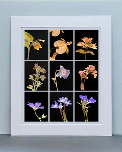 Comfrey IX - Botanical Color Photography Prints