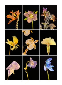 Crocosmia IX - Botanical Color Photography Prints