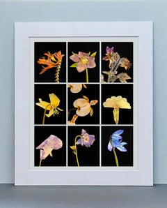Crocosmia IX - Botanical Color Photography Prints