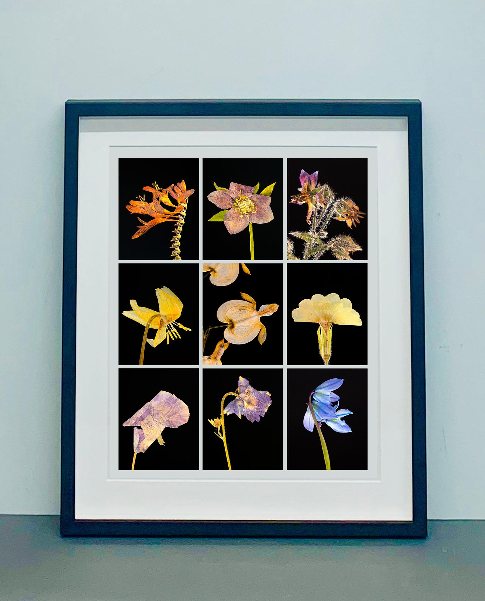 Crocosmia IX – botanische Farbfotografie Drucke (Naturalismus), Photograph, von Martin Parker