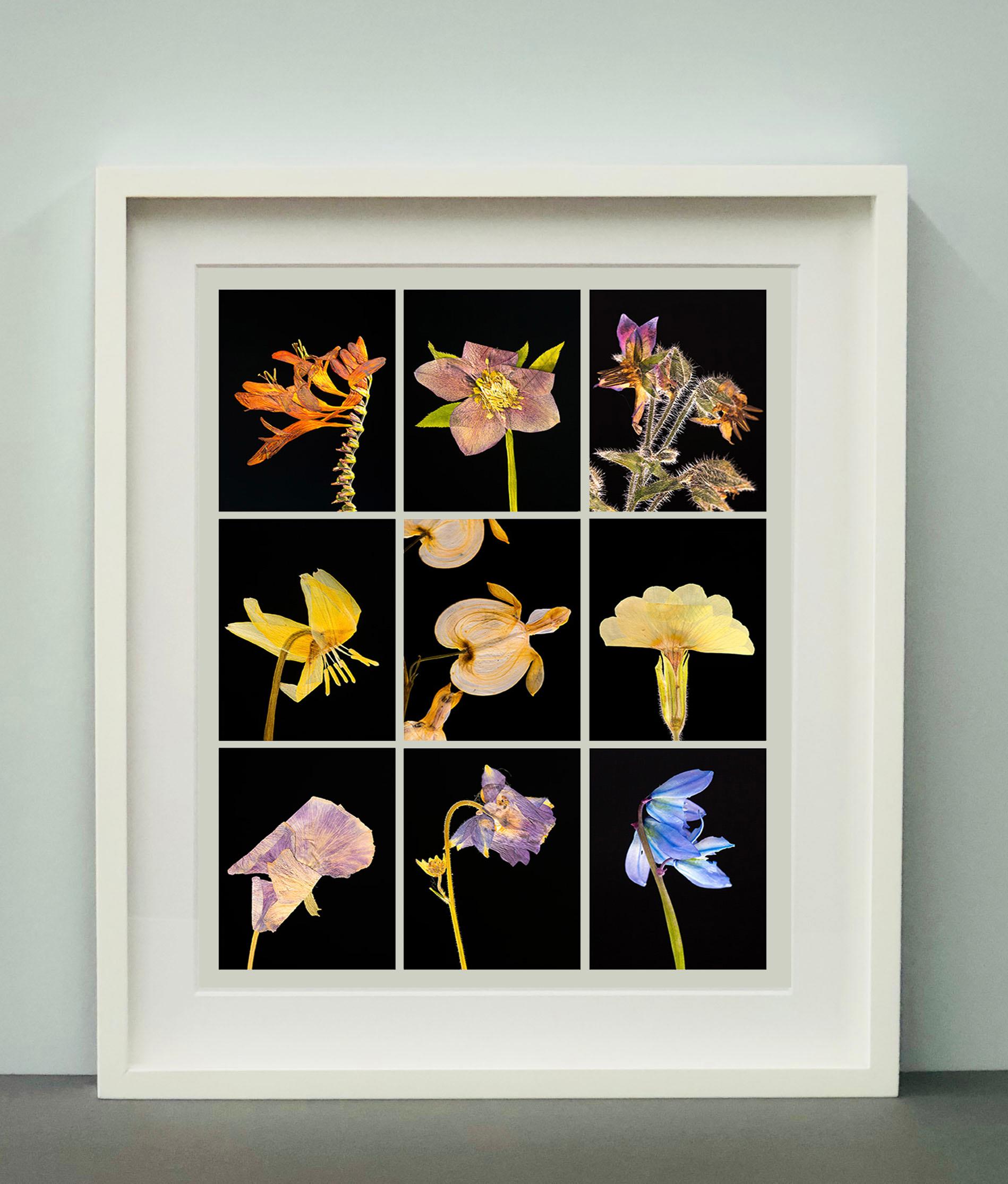 Crocosmia IX – botanische Farbfotografie Drucke (Schwarz), Still-Life Photograph, von Martin Parker