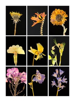 Dandelion IX - Botanical Color Photography Prints