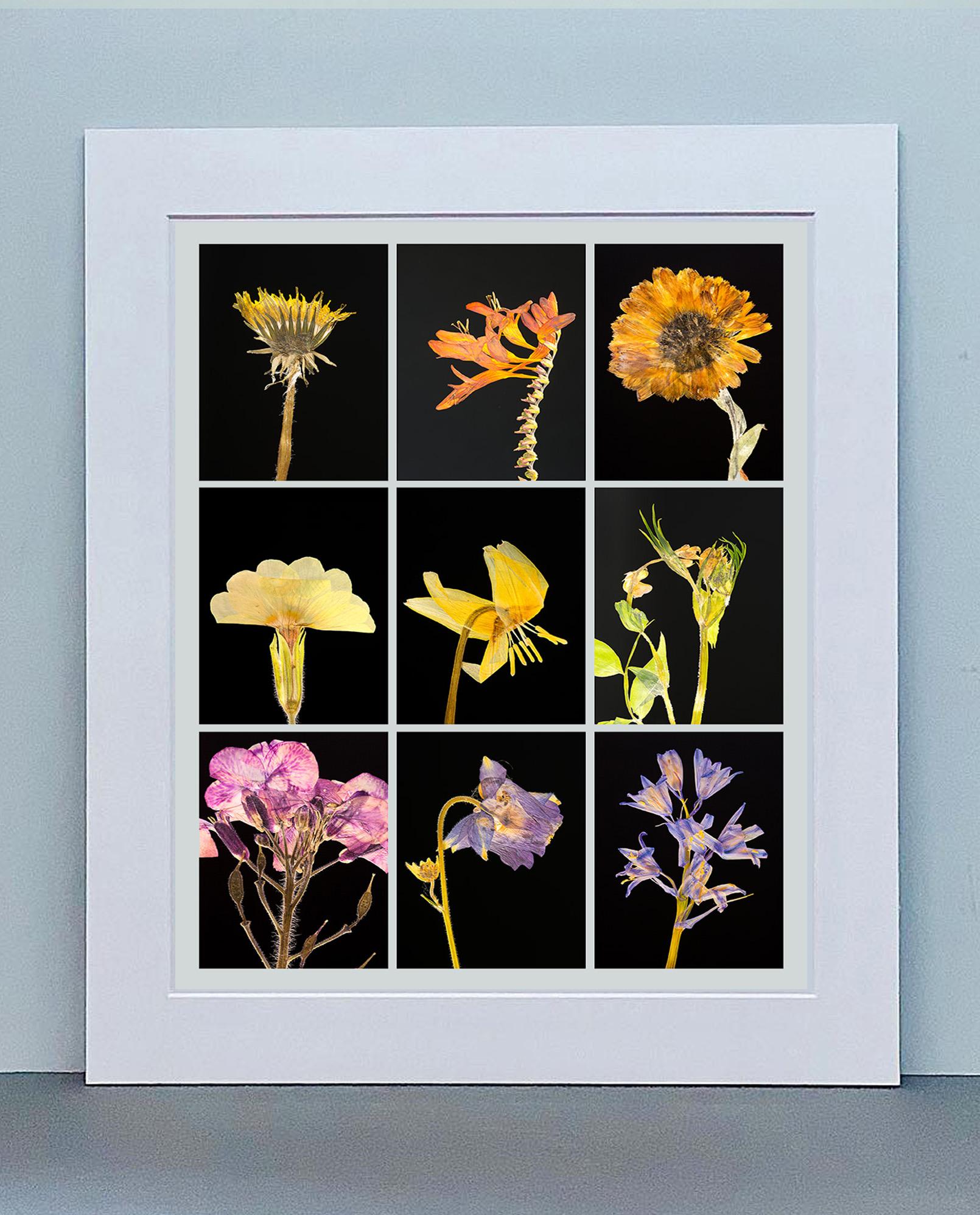 Diente de león IX - Impresiones fotográficas botánicas en color - Photograph de Martin Parker