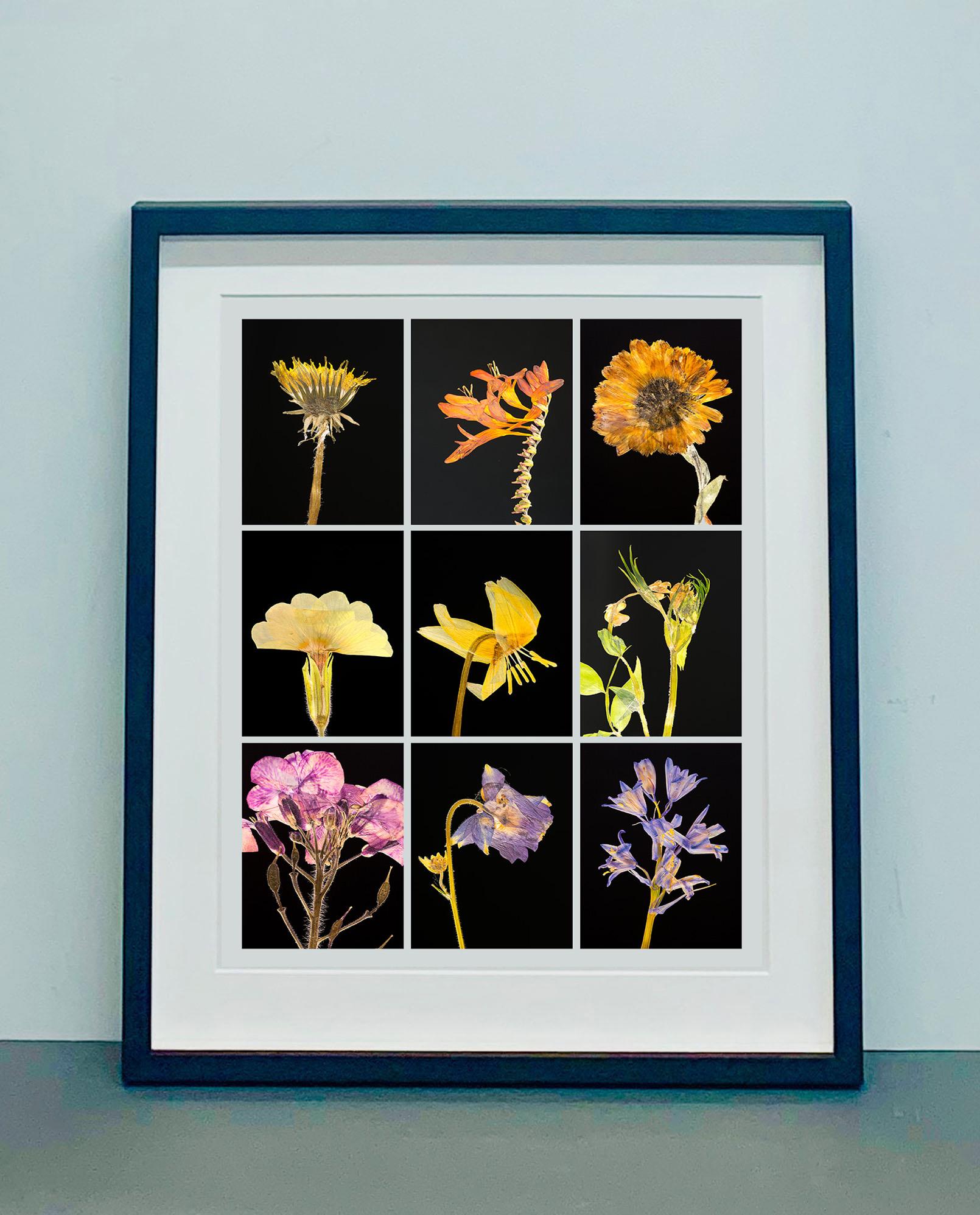 Diente de león IX - Impresiones fotográficas botánicas en color - Photograph Naturalista de Martin Parker