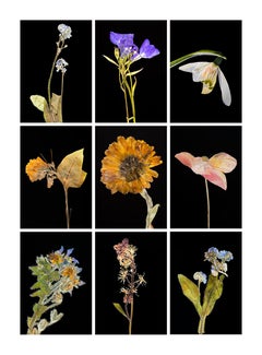 Forget Me Not IX - Botanical Color Photography Prints