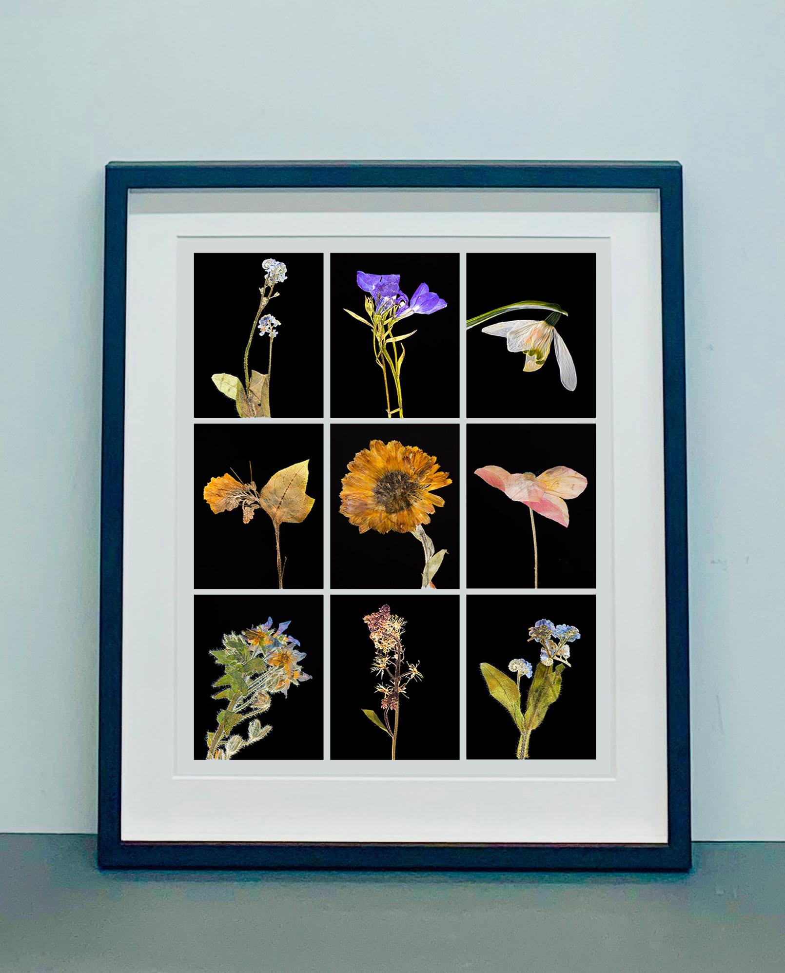 Forget Me Not IX - Botanical Color Photography Prints For Sale 1