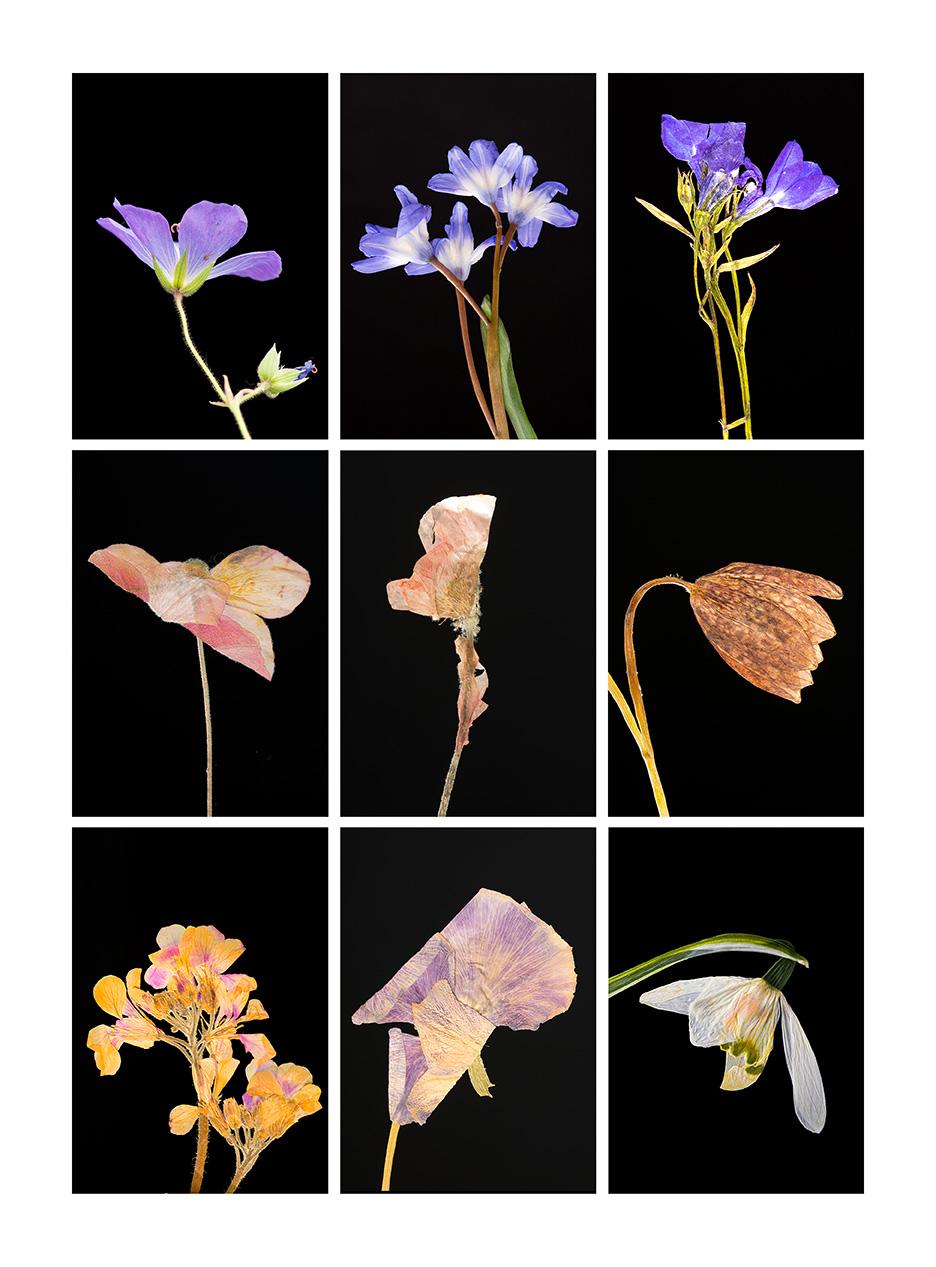 Still-Life Photograph de Martin Parker - Geranio IV.IX - Impresiones fotográficas botánicas en color