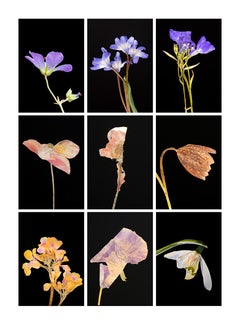 Geranium IV.IX – botanische Farbfotografie Drucke