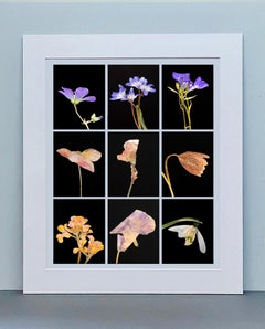 Geranium IV.IX - Botanical Color Photography Prints