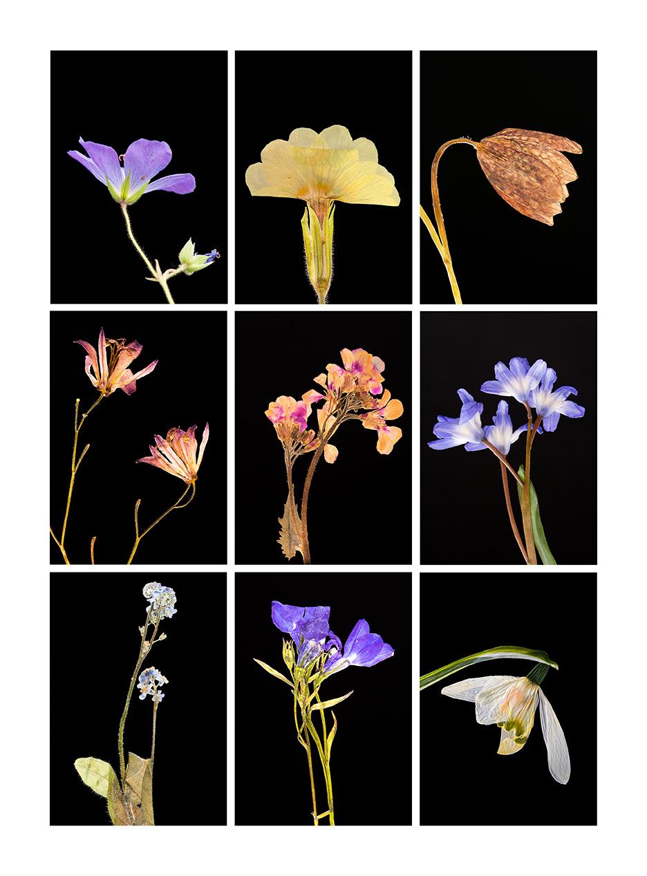 Martin’s innovative photographs are created from plants grown by himself in his garden and greenhouse in Cambridge. A keen horticulturist, he cultivates his own plants and flowers, the source of his art. His passion for gardening and a technical