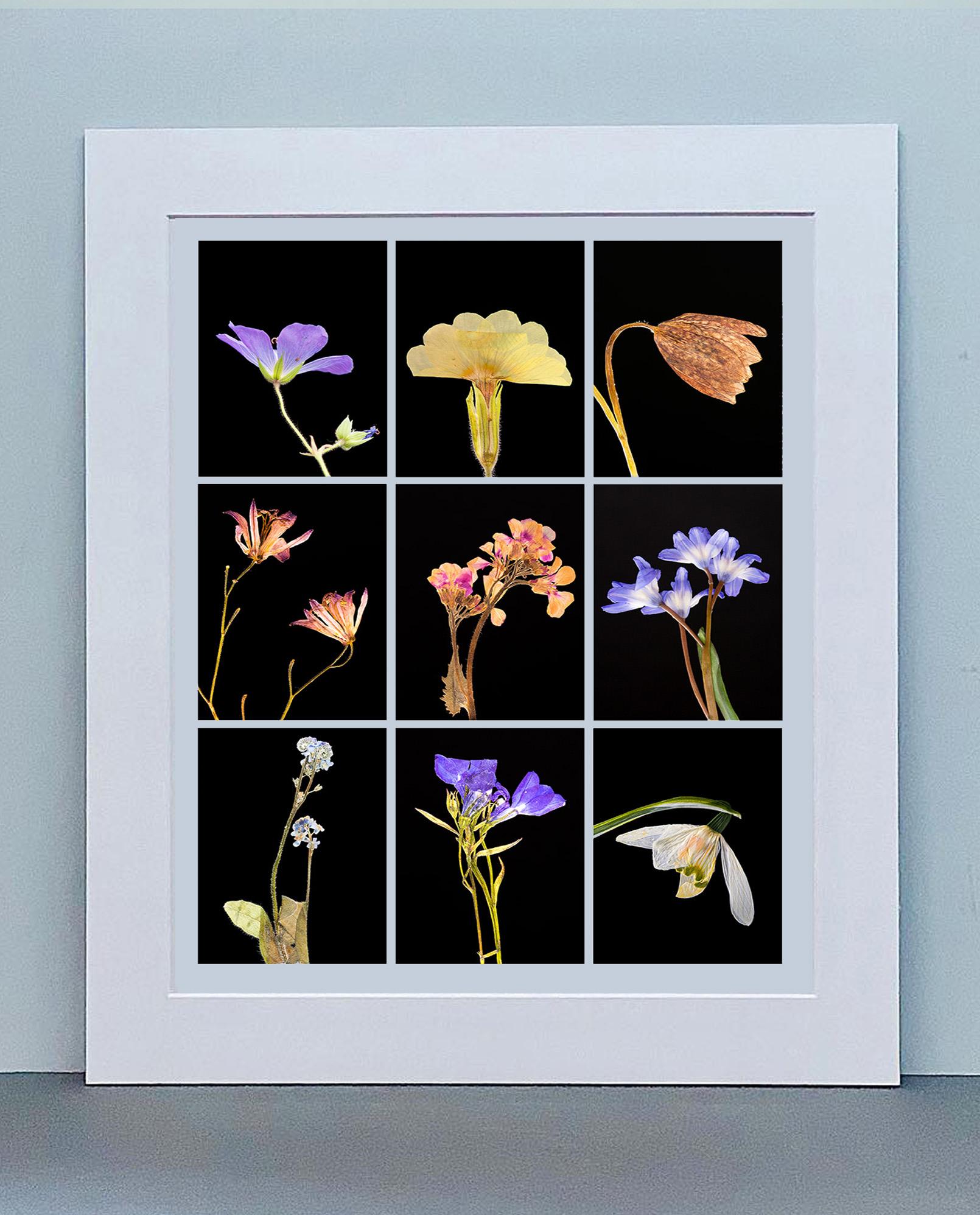 Geranium IX - Botanical Color Photography Prints For Sale 1