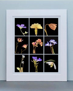 Geranium IX - Botanical Color Photography Prints