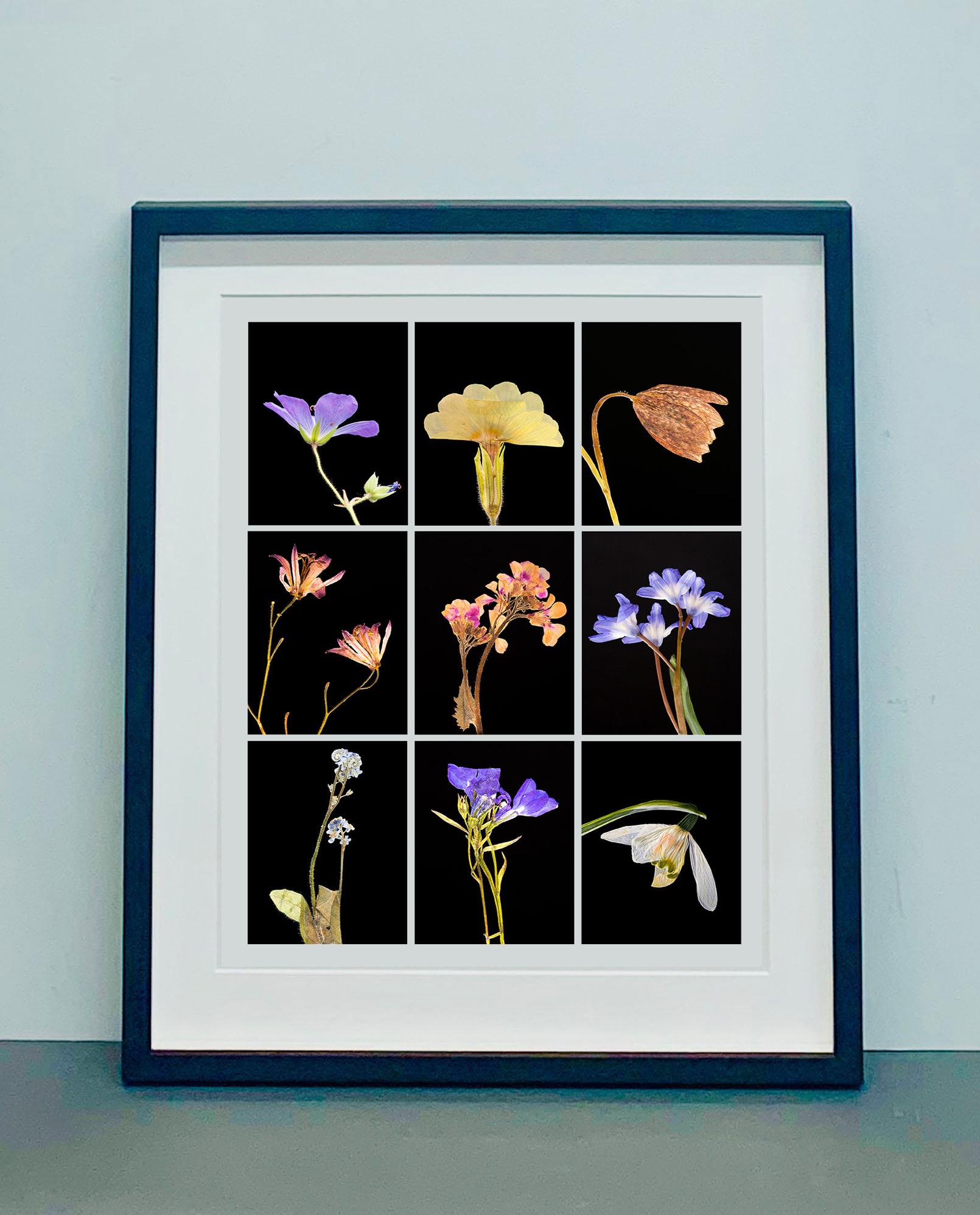 Geranium IX - Botanical Color Photography Prints For Sale 2