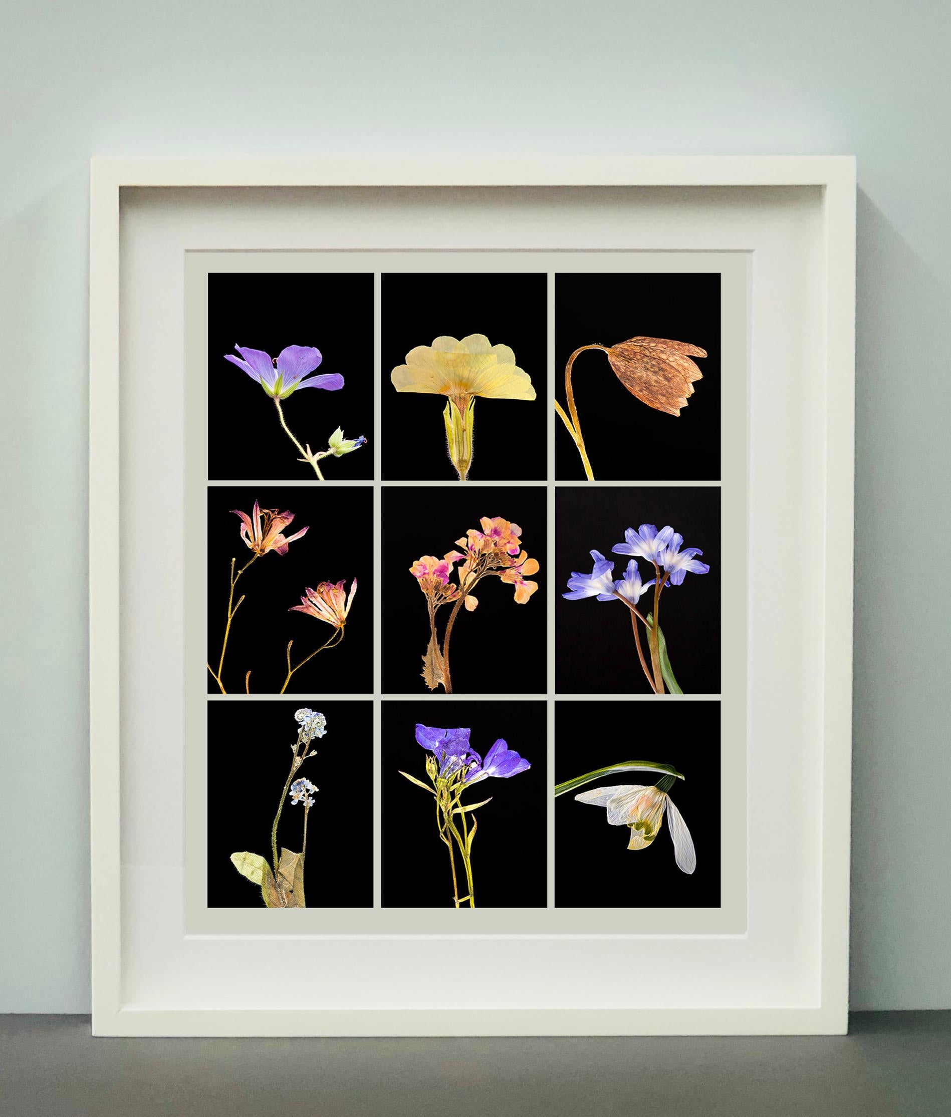 Geranium IX - Botanical Color Photography Prints For Sale 3