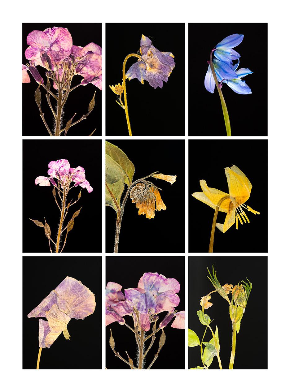  Honesty I.IX - Botanical Color Photography Prints