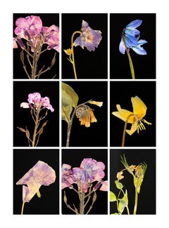 Honestidad I.IX - Impresiones fotográficas botánicas en color