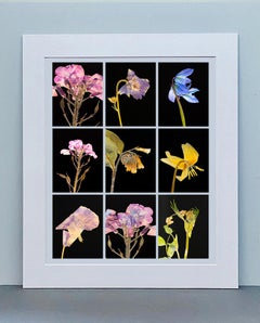 Honesty I.IX - Botanical Color Photography Prints