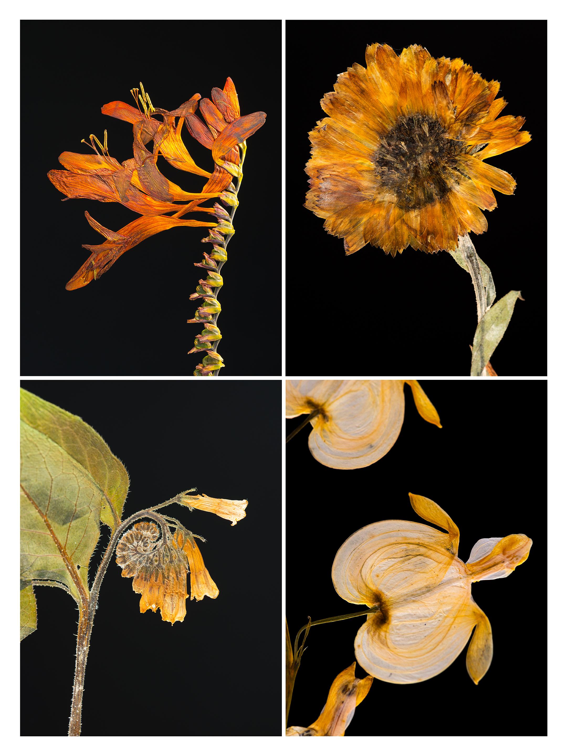 Martin’s innovative photographs are created from plants grown by himself in his garden and greenhouse in Cambridge. A keen horticulturist, he cultivates his own plants and flowers, the source of his art. His passion for gardening and a technical