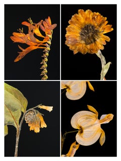Crocosmia IV - Botanical Color Photography Prints