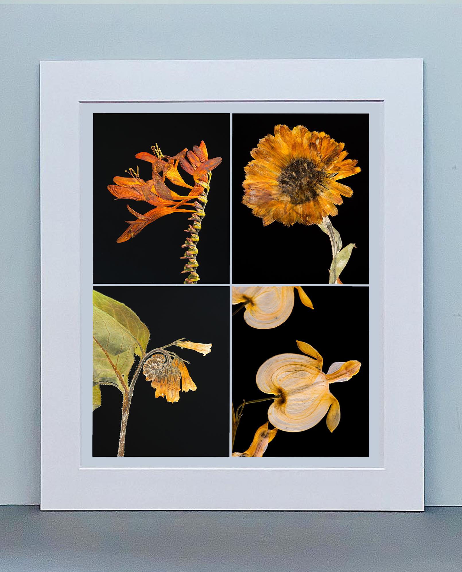 Crocosmia IV - Botanical Color Photography Prints For Sale 1