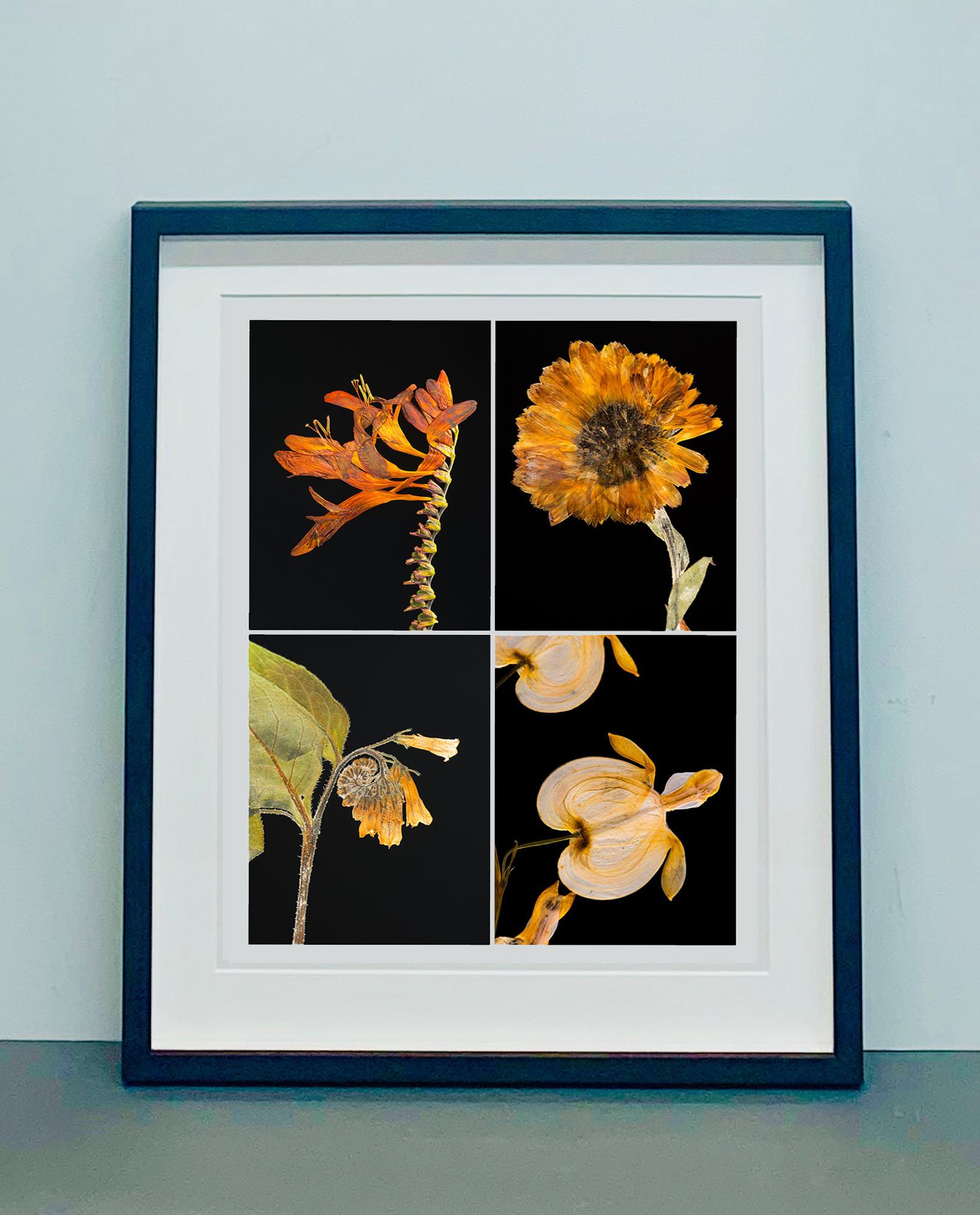 Crocosmia IV - Botanical Color Photography Prints For Sale 2