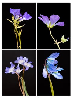 Lobelia IV - Botanical Color Photography Prints