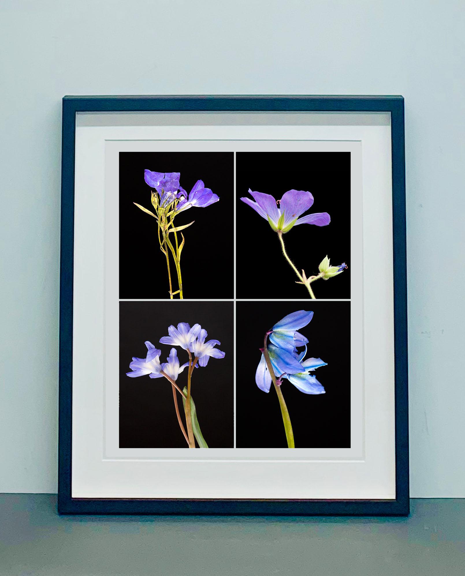 Lobelia IV - Botanical Color Photography Prints For Sale 2
