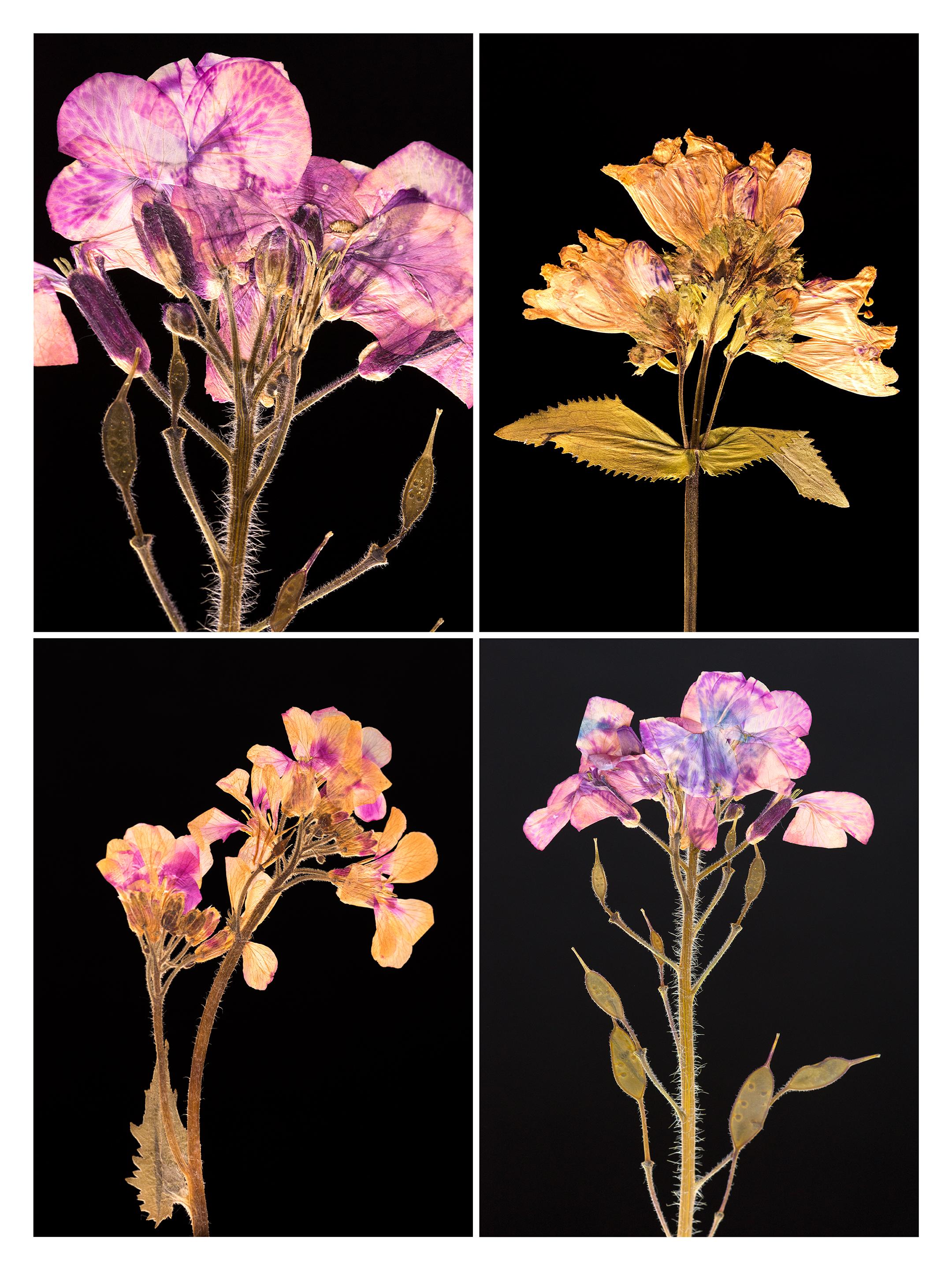 Honesty IV - Impressions photographiques botaniques en couleur