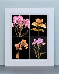Honesty IV - Botanical Color Photography Prints