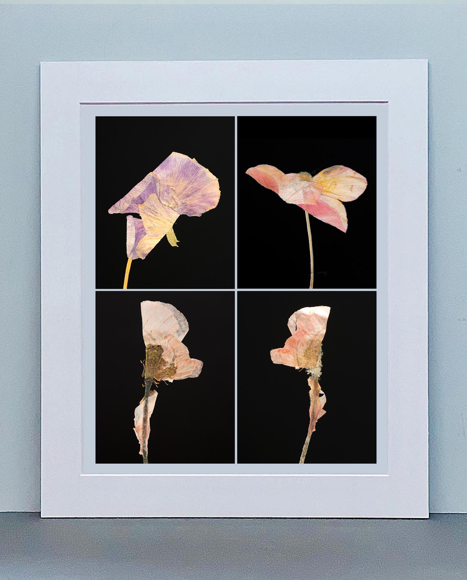 Pansy IV - Impressions de photographies botaniques en couleur - Photograph de Martin Parker