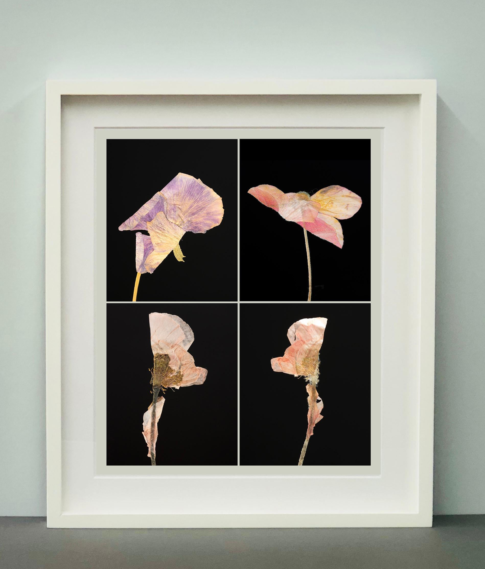 Pansy IV - Impressions de photographies botaniques en couleur - Noir Still-Life Photograph par Martin Parker