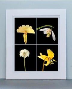 Primula IV - Botanical Color Photography Prints