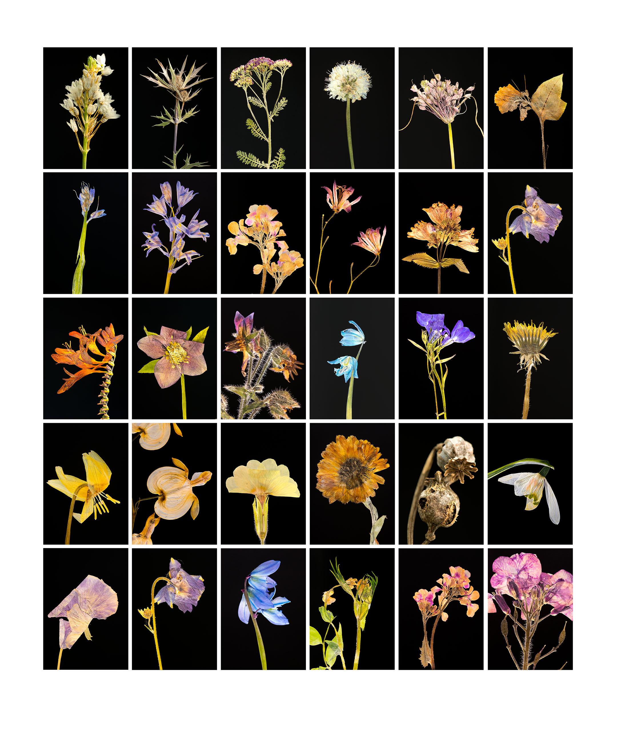 Chincherinchee – botanische Farbfotografie Drucke