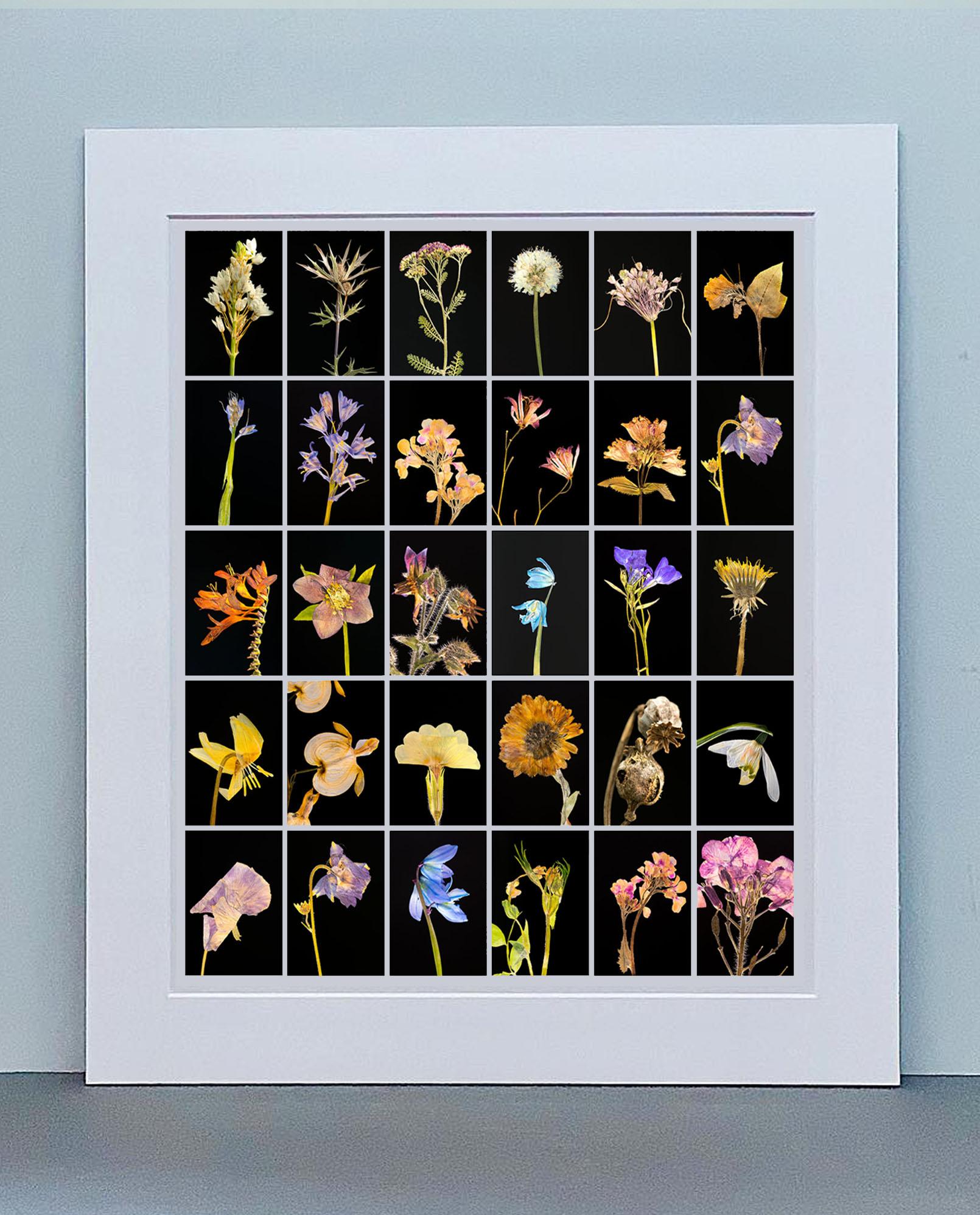 Chincherinchee - Impressions de photographies botaniques en couleur - Photograph de Martin Parker