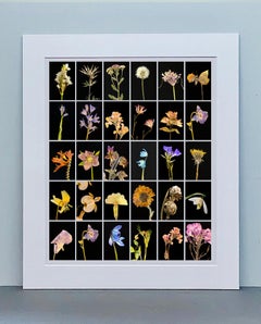 Chincherinchee - Botanical Color Photography Prints