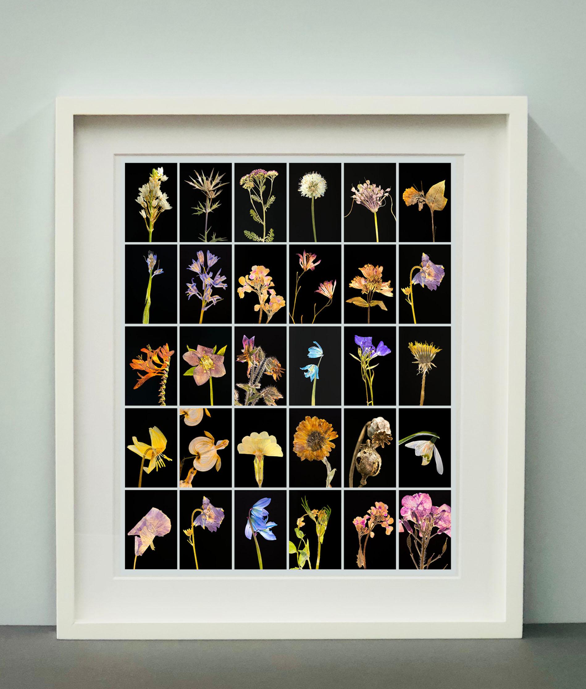 Chincherinchee - Impressions de photographies botaniques en couleur - Noir Color Photograph par Martin Parker