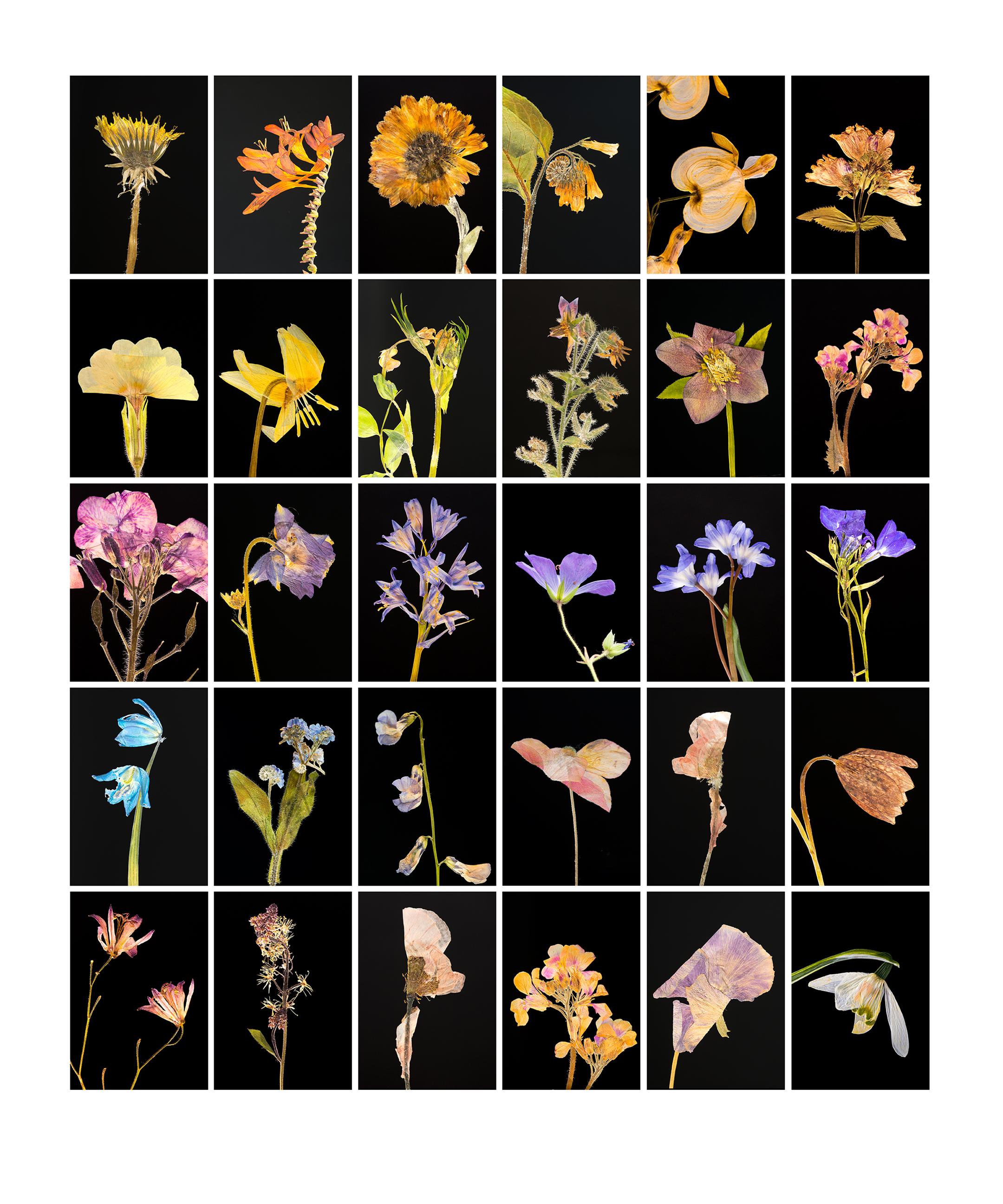 Martin Parker Still-Life Photograph - Dandelion - Botanical Color Photography Prints
