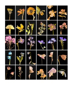 Dandelion - Botanical Color Photography Prints