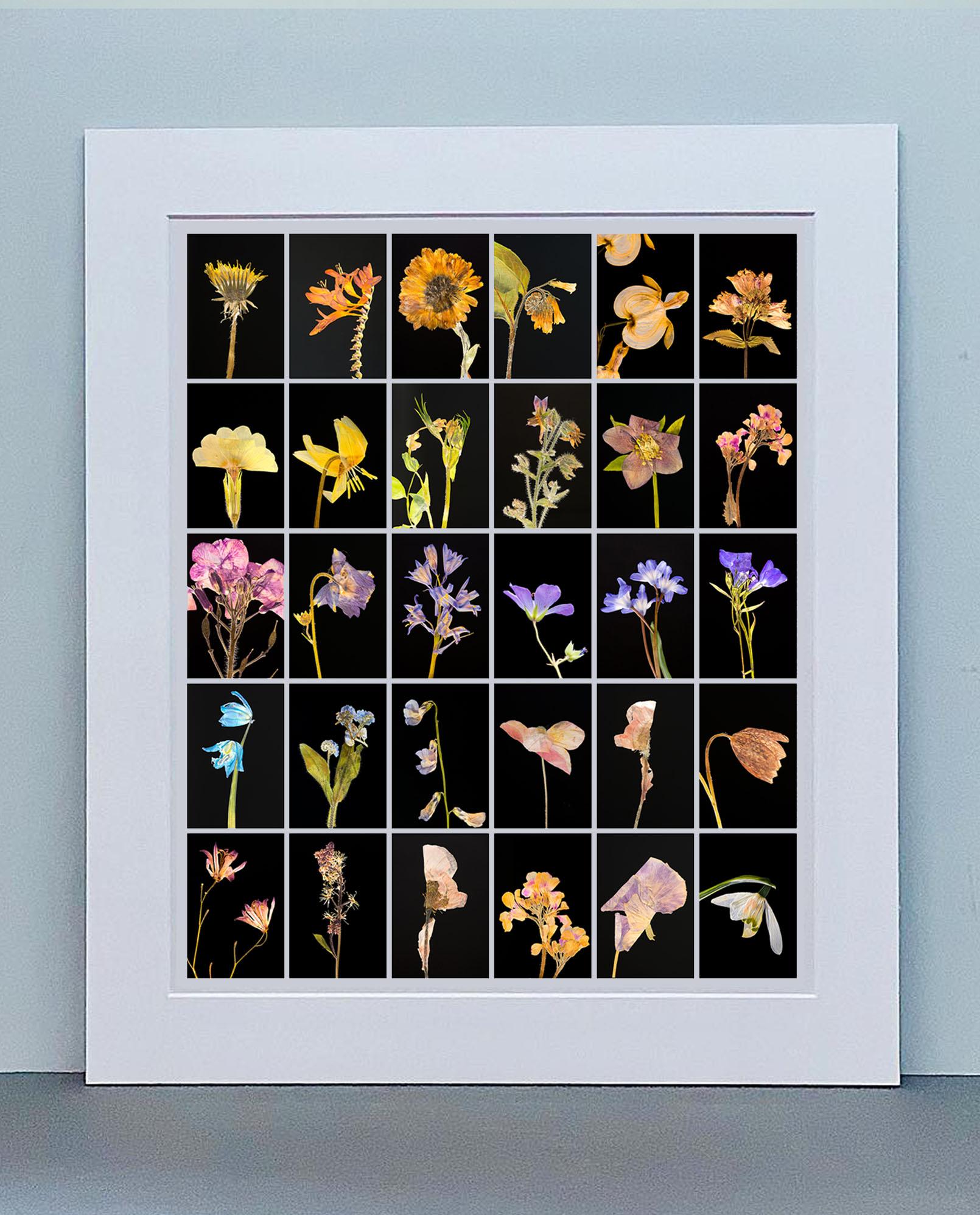 dandelion botanical print