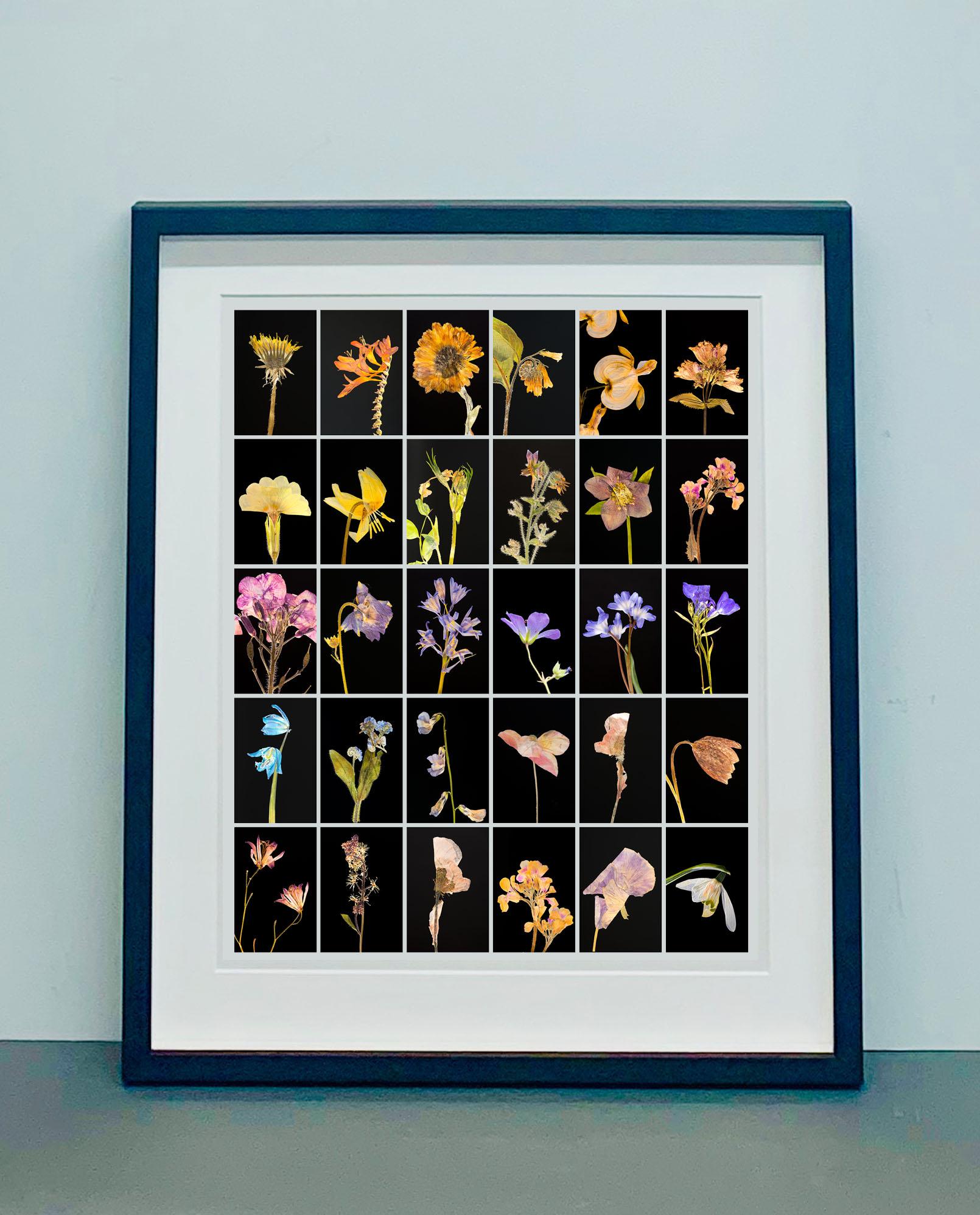 Dandelion - Botanical Color Photography Prints - Black Still-Life Photograph by Martin Parker