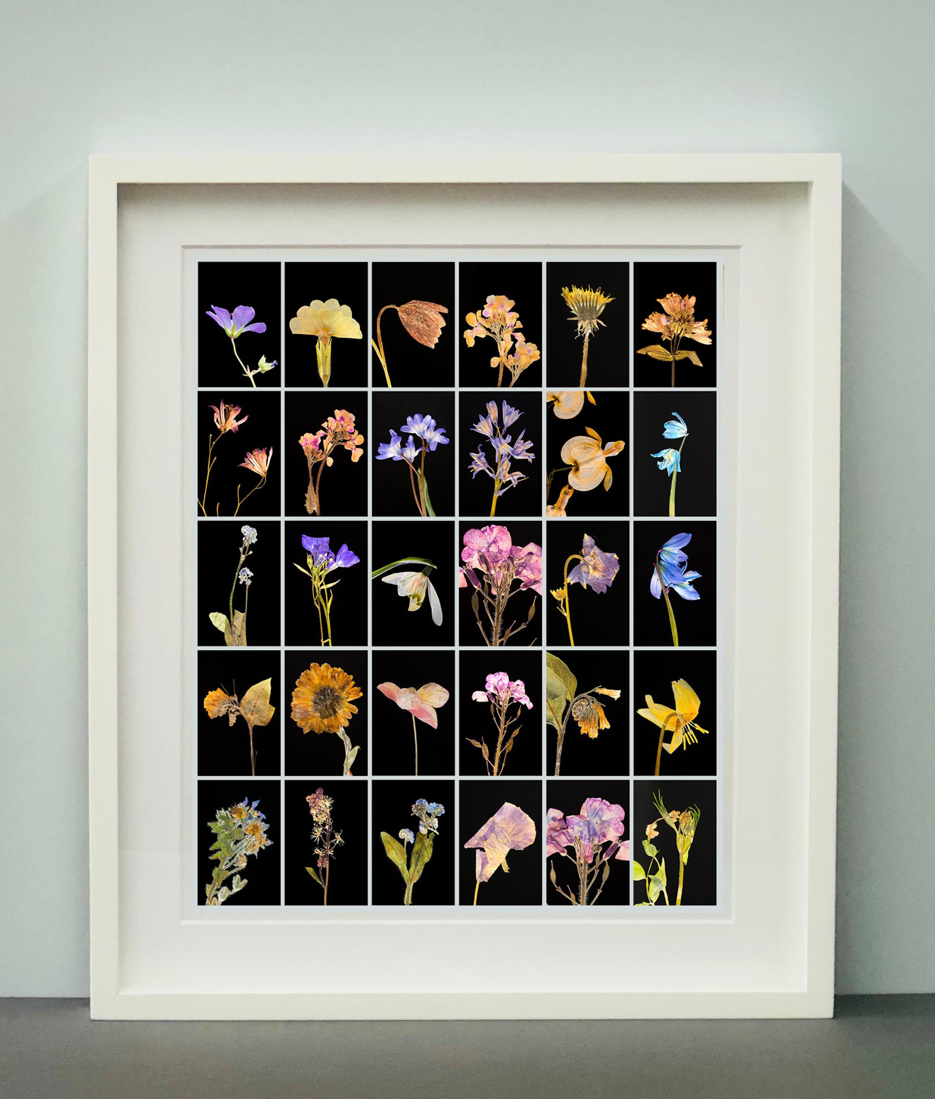 Geranium - Impressions photographiques botaniques couleur - Noir Still-Life Photograph par Martin Parker