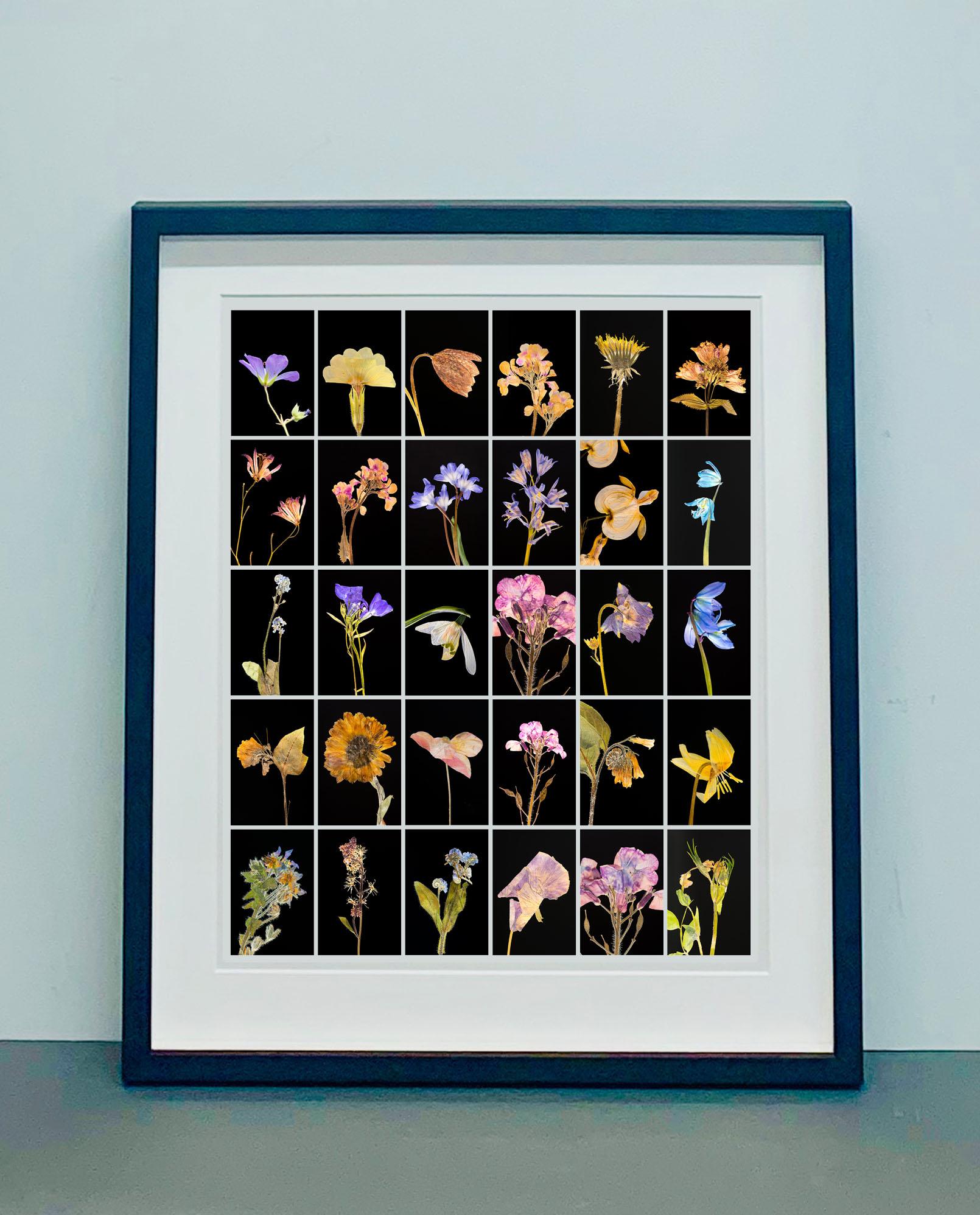 Geranium - Impressions photographiques botaniques couleur - Naturalisme Photograph par Martin Parker