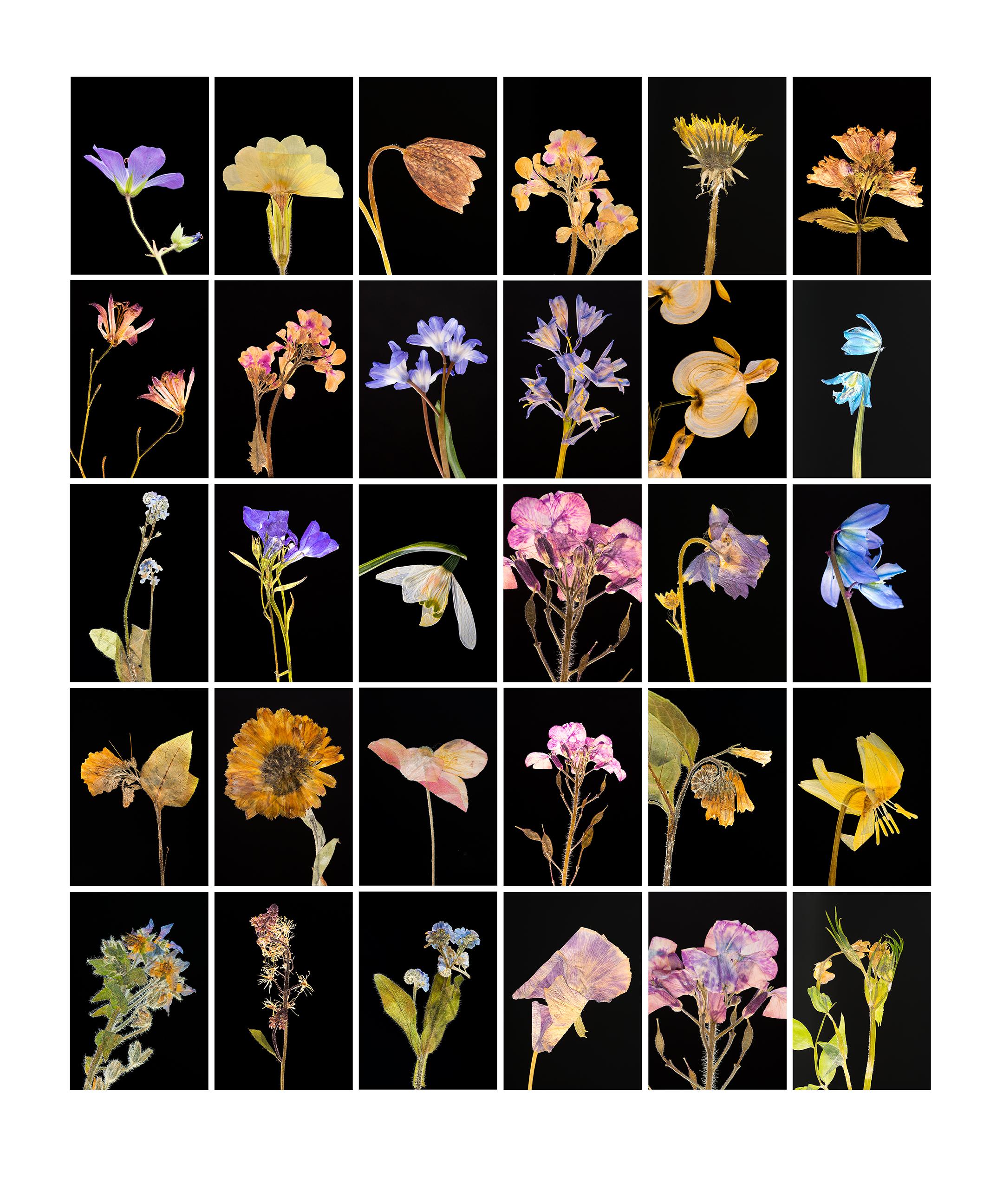Martin Parker Still-Life Photograph - Geranium - Botanical Color Photography Prints